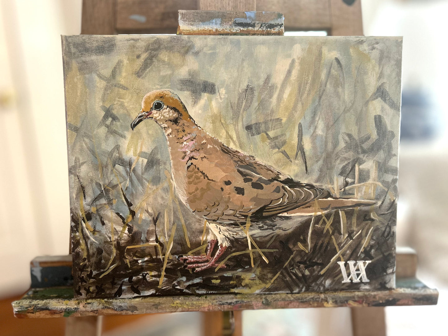 Solitary Mourning Dove