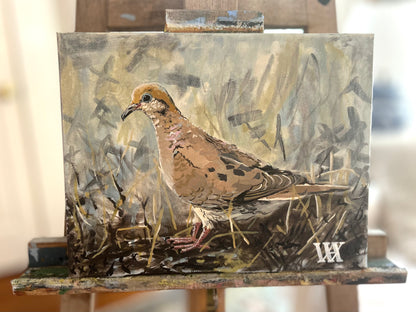 Solitary Mourning Dove