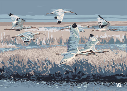 Light Blue Marsh Flyer